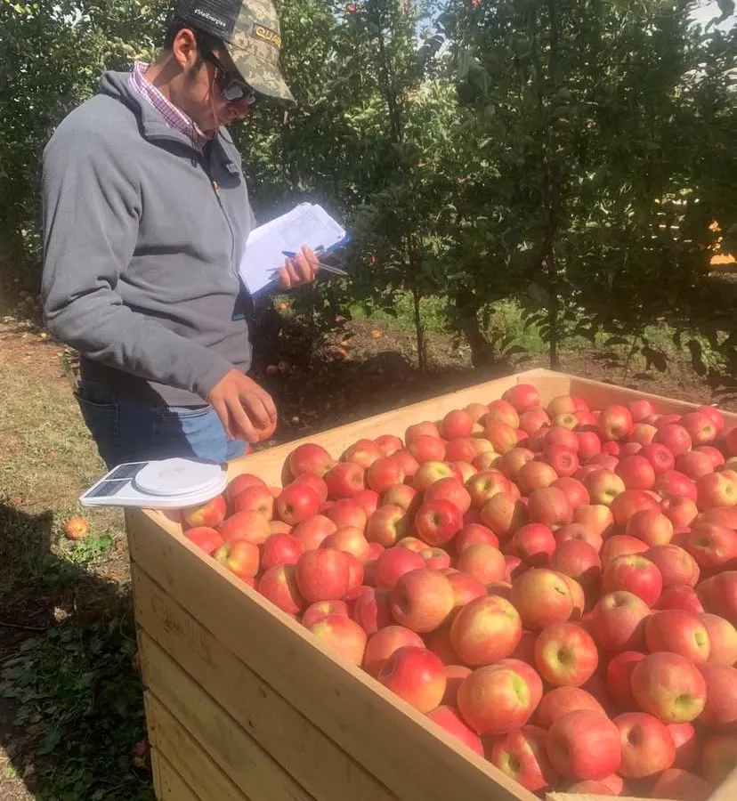 Inspector revisando fruta de exportación en origen