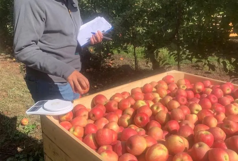 Inspector revisando fruta de exportación en origen
